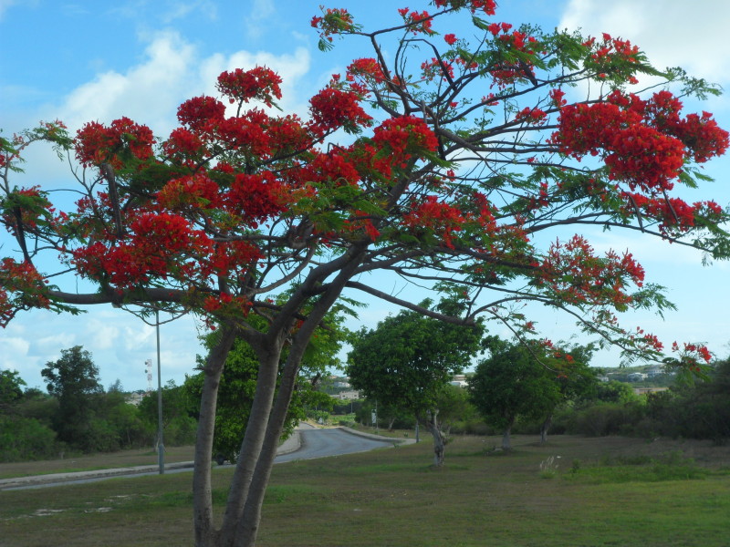 Flamboyant tree in Anguilla close to Church of God of Holiness on Queen Elizabeth Highway, Anguilla