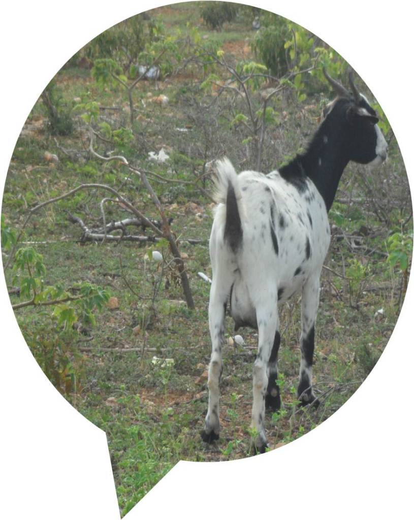 'Limin' the goat is Anguilla
