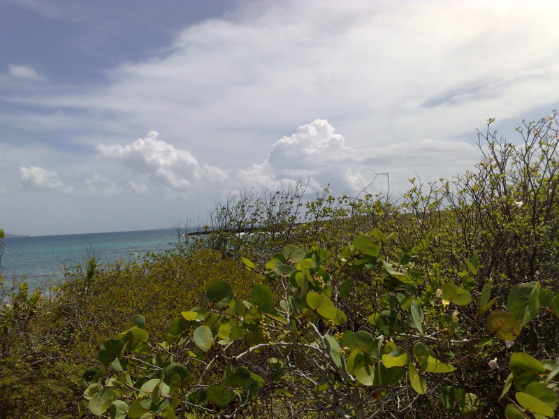 Sea Grape trees in Anguilla by the beach