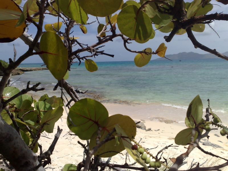 View of the beach through sea grape leaves