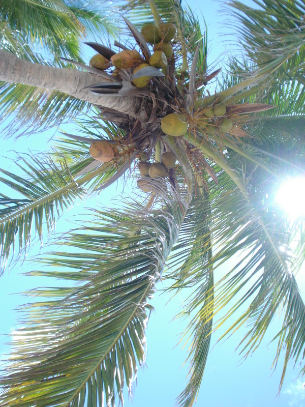 Coconut Tree, Anguilla
