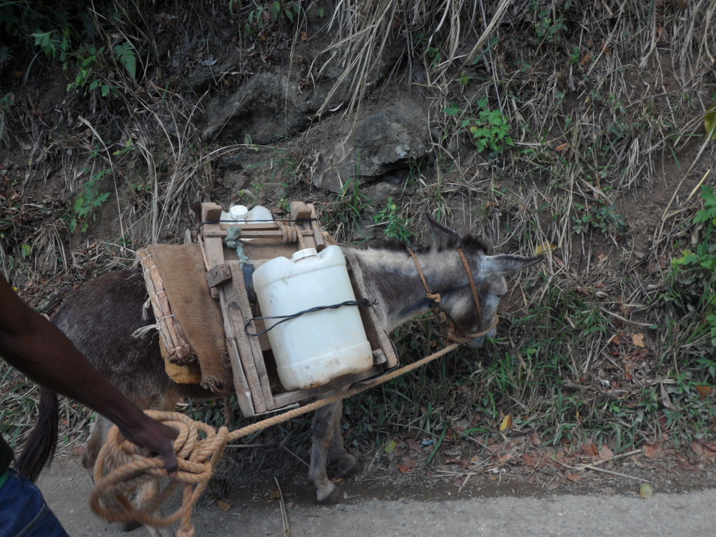 Donkey carrying water in Minto, Jamaica