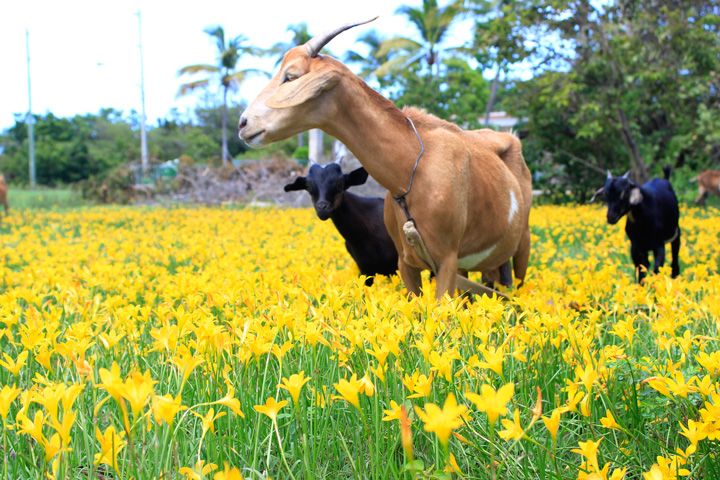 imageRain flowers and goats captured in a field in North Side - Beauty - Photo Credit - Nashaine Johnson