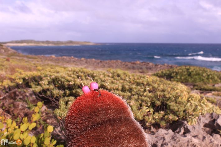 Little pink cactus popes at Windward Point Anguilla