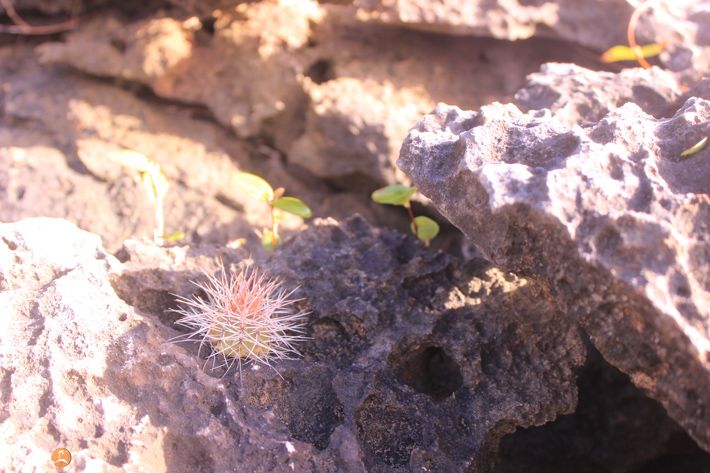 Tiny baby cactus at Windward Point Anguilla