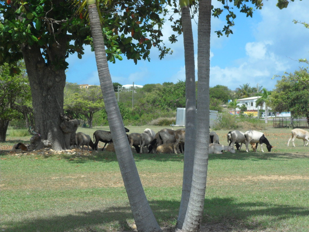 Sheep grazing in Anguilla