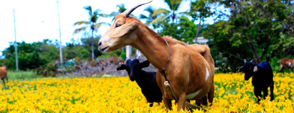 Goats and Flowers